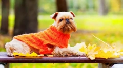 Griffon dog (снимка): очарователна враждачка